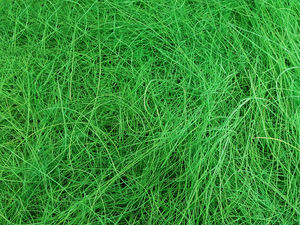 Sisal-Fasern