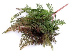 Naturgetreue künstliche Farnzweige für Kränze, Gestecke & Ikebana - Bastelbedarf Zweite Wahl
