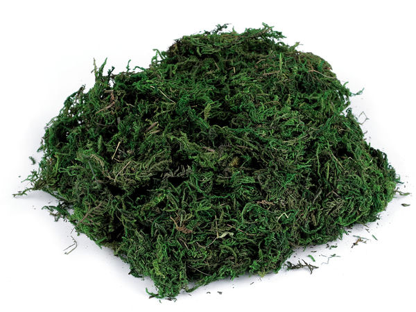 Premium Natur-Dekomoos in Grün (50g) – Leichtes Floristikmoos für Kränze, Topfpflanzen und Bastelprojekte