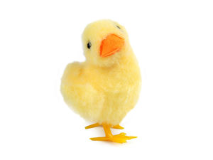Osterdekoration, Entenküken